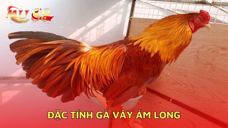 Đặc tính gà ám long